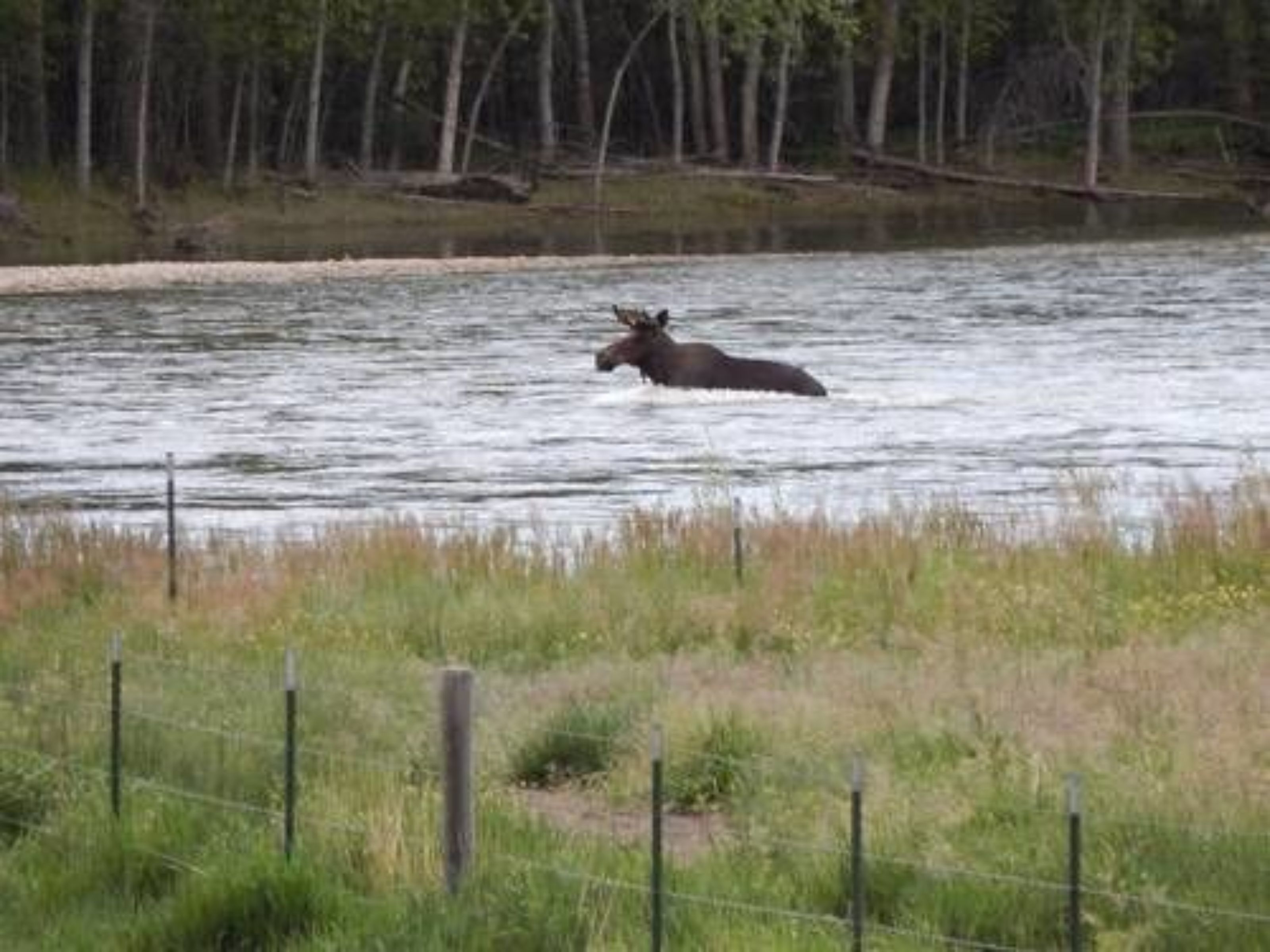 A moose in a river with a fence and trees in the background.