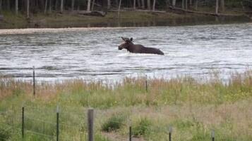 A moose in a river with a fence and trees in the background.