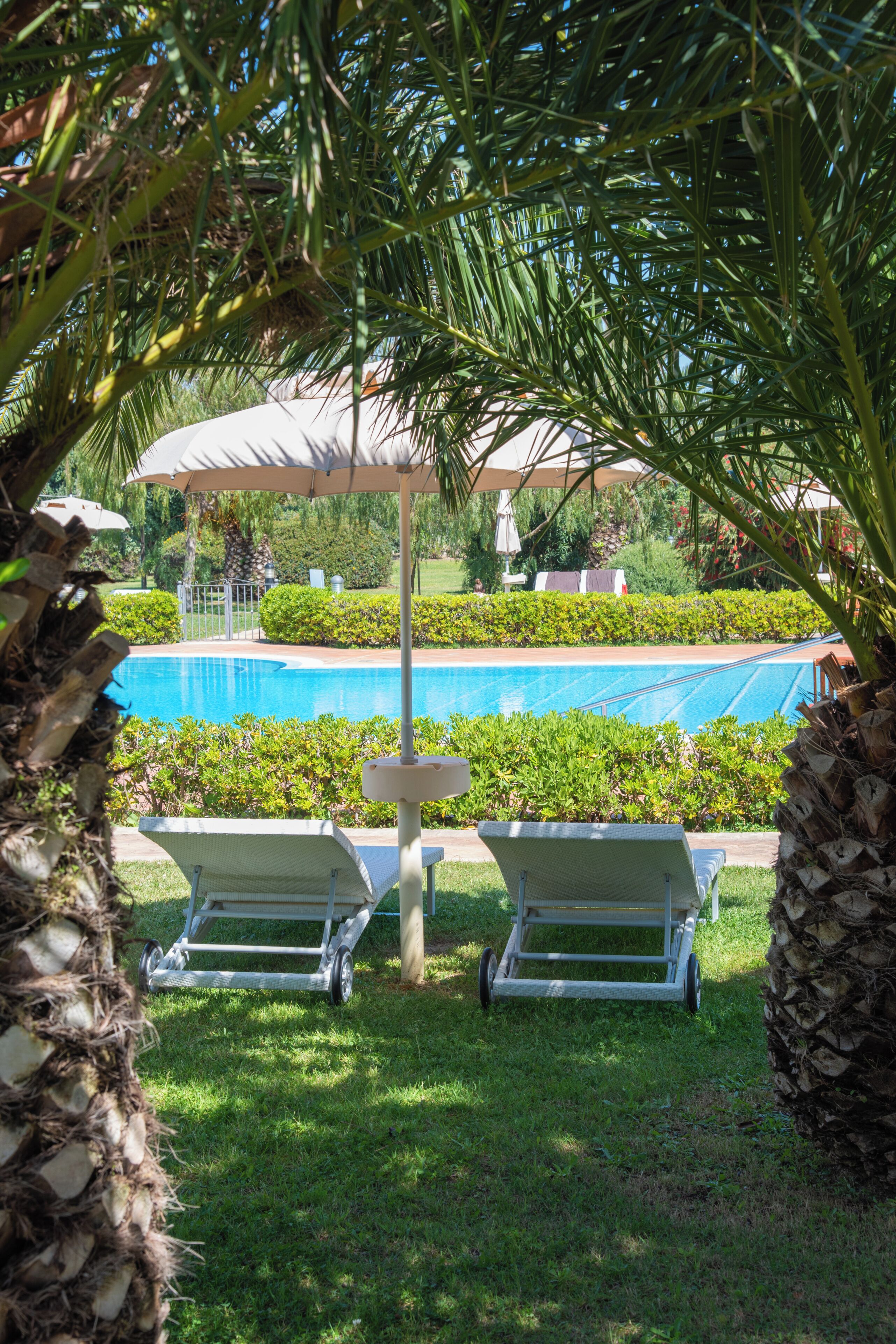 A poolside area with lounge chairs, a palm tree, and a pool.