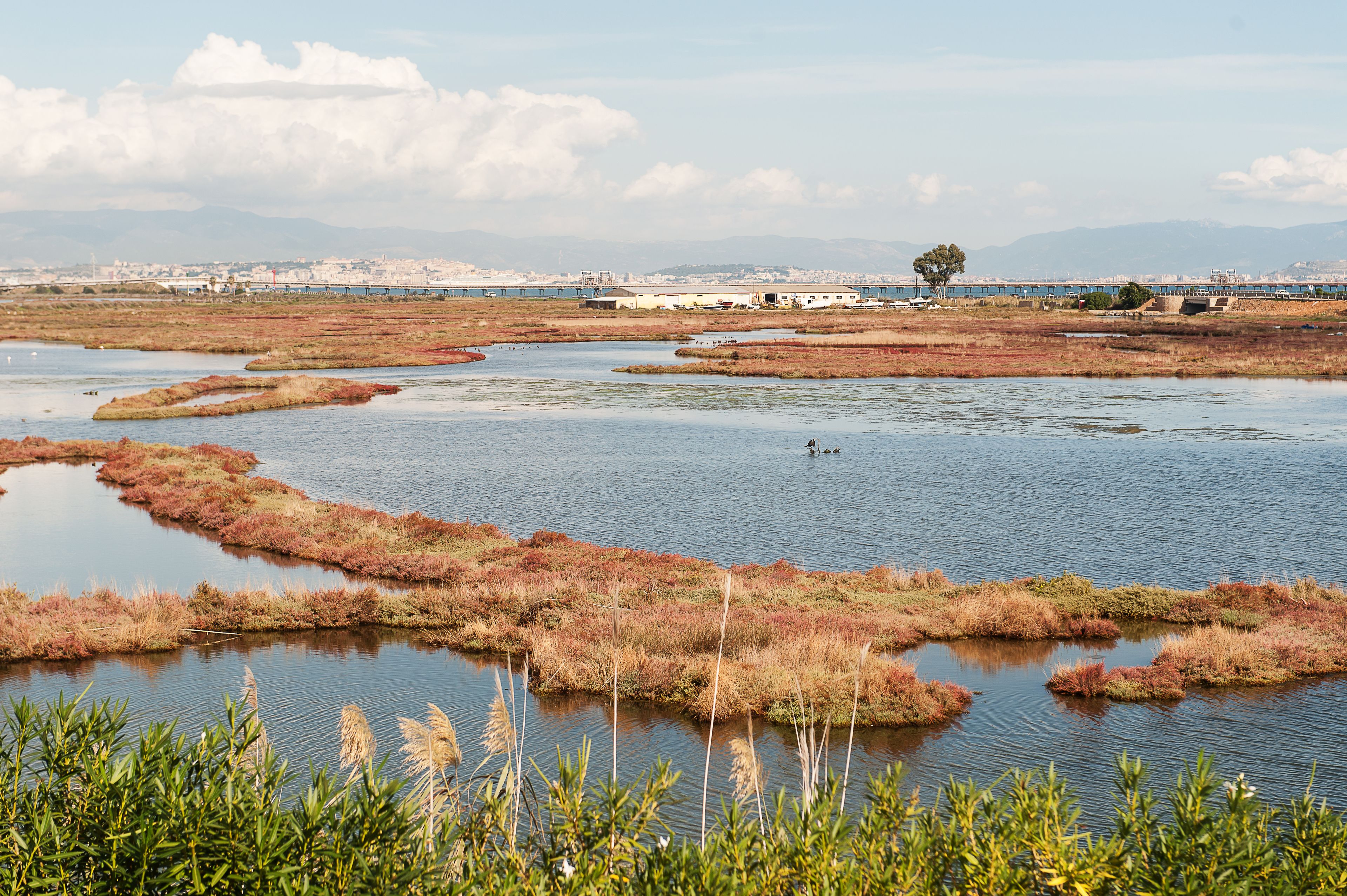 Un paysage côtier comprenant des étendues d’eau et de la végétation.