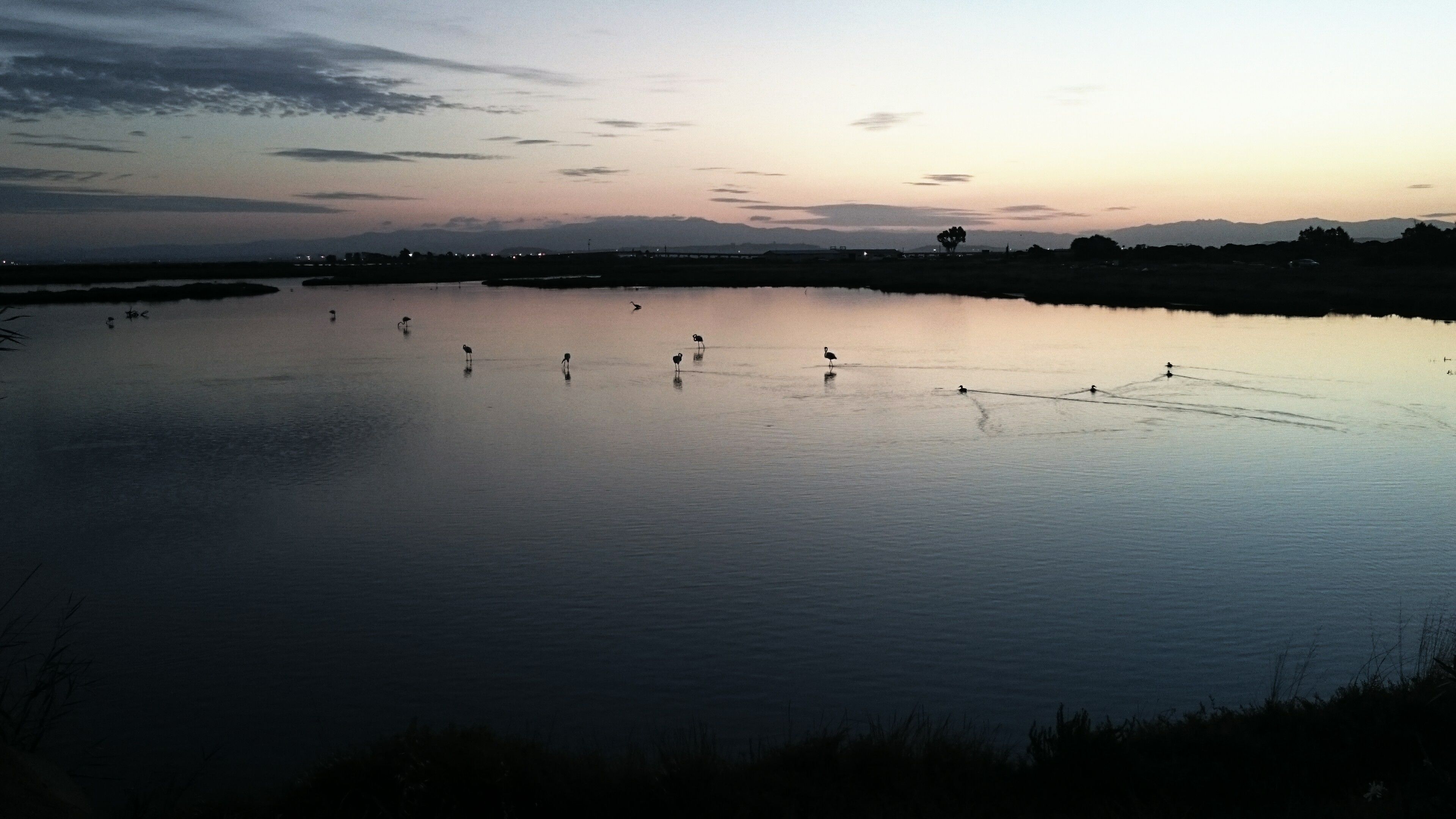 A calm body of water with several birds standing in it.