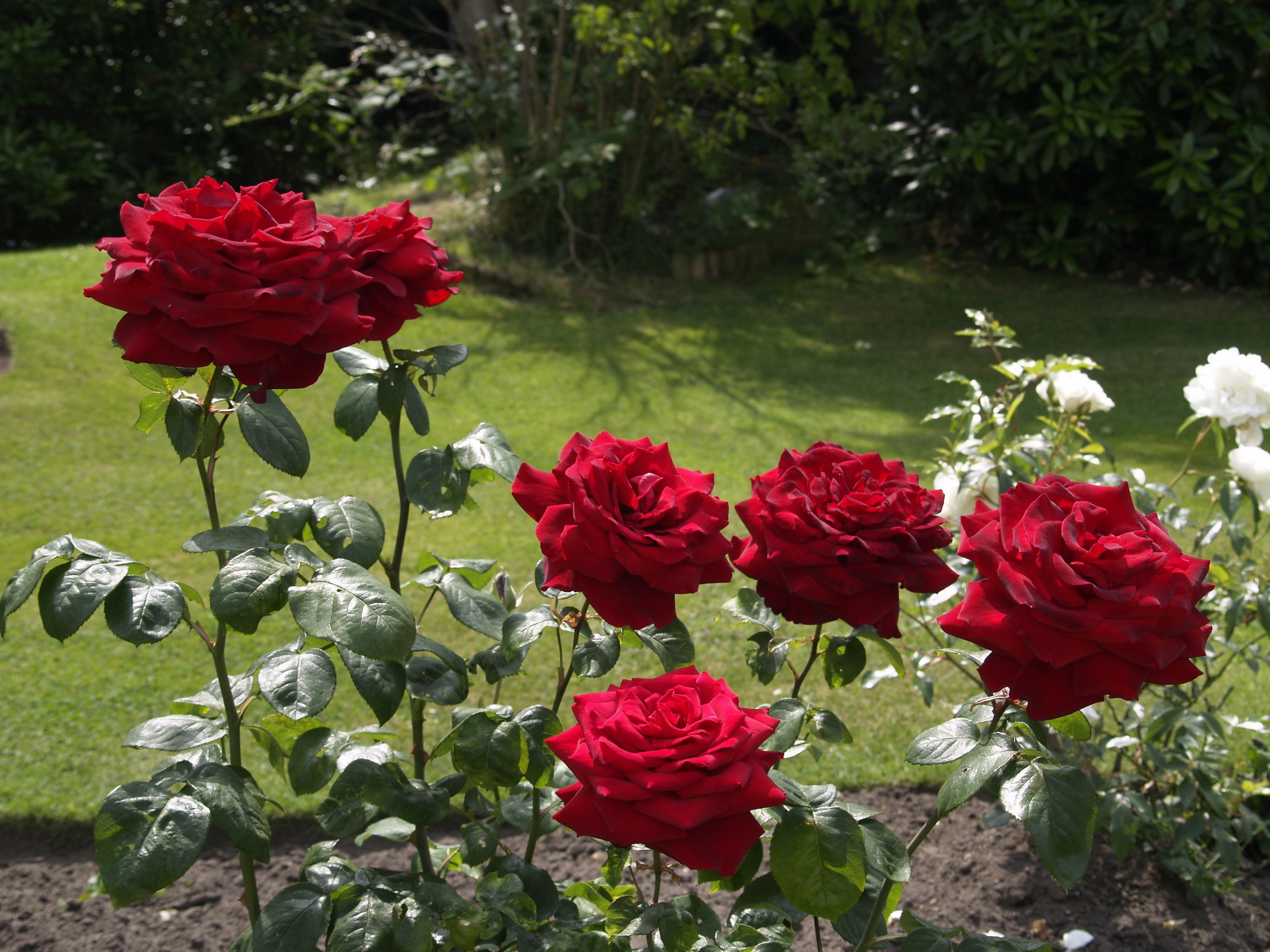 Foto - NormanHurst Hotel