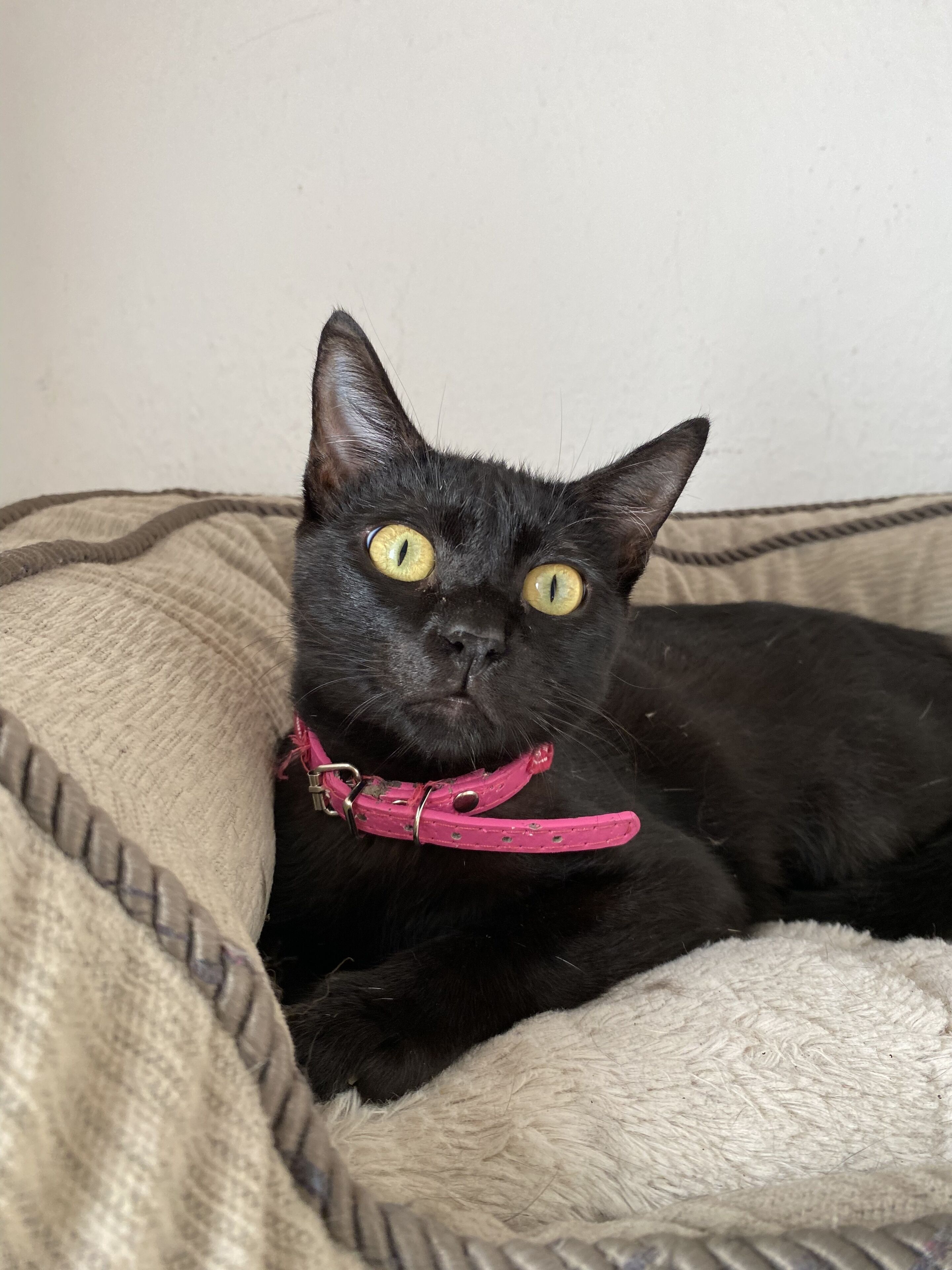 Foto - Hotel Venedik