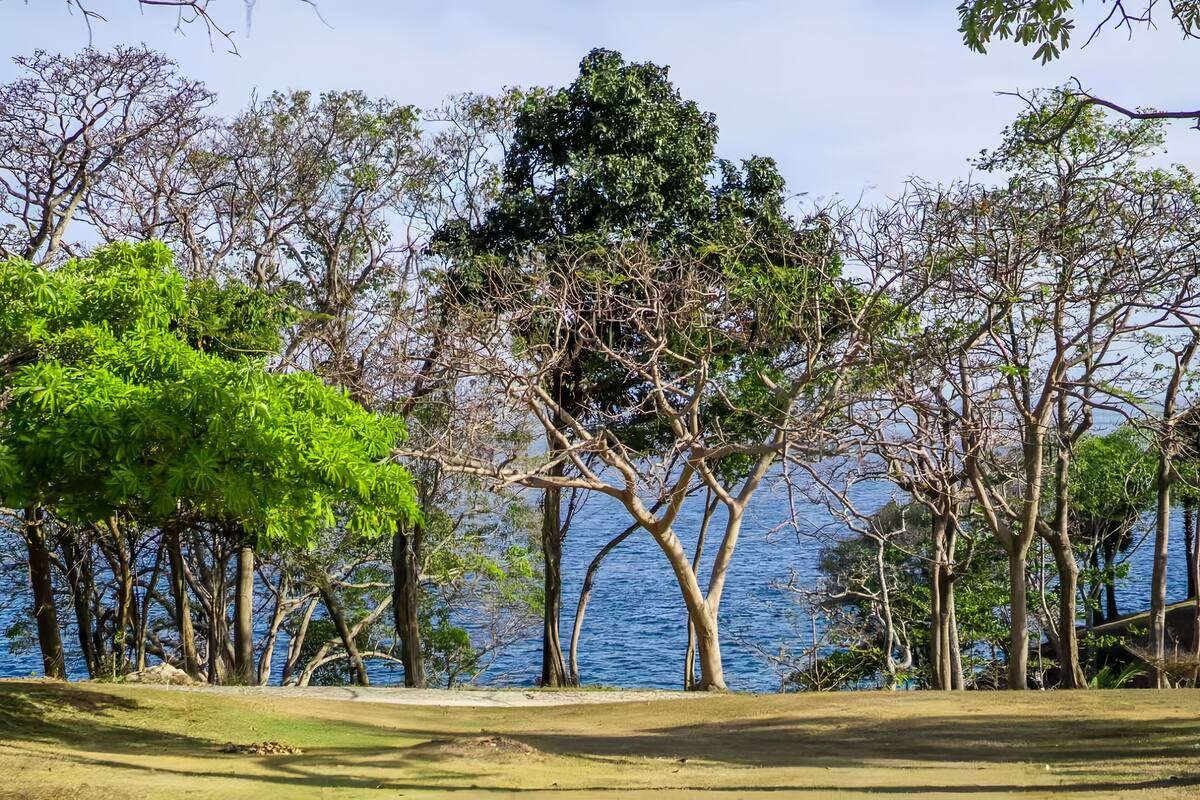 A natural landscape with trees and a body of water.