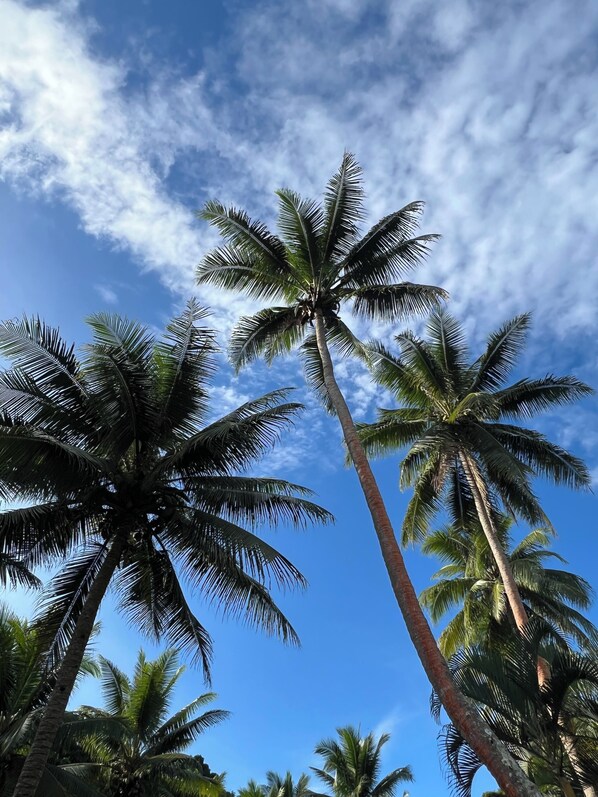 Tall palm trees against a clear blue sky. - Wellesley Resort (Namaqumaqua)