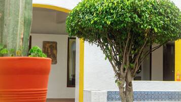 A potted tree in a courtyard with a white wall and a yellow stripe.