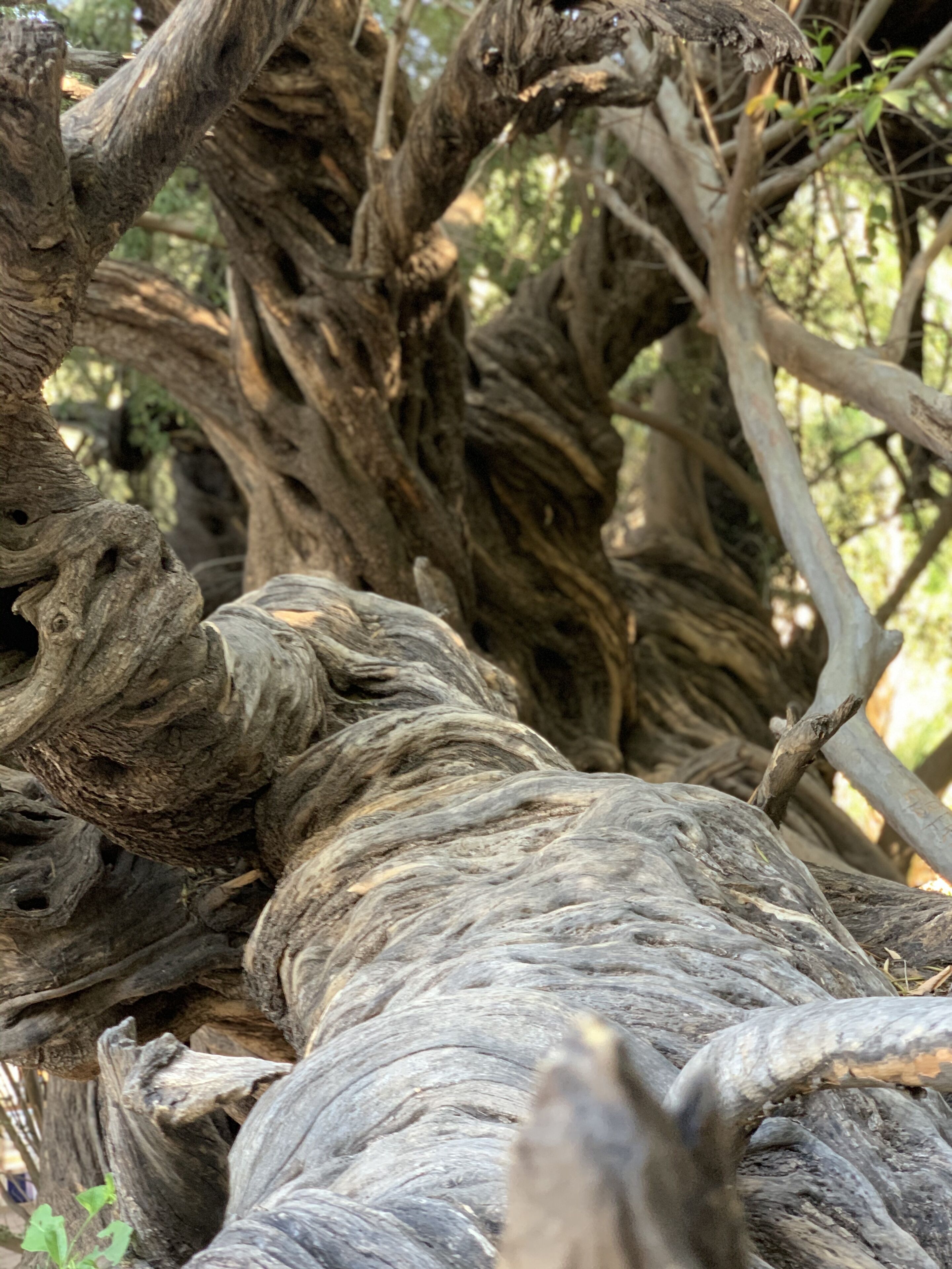 A close-up of a twisted tree branch with rough bark texture.