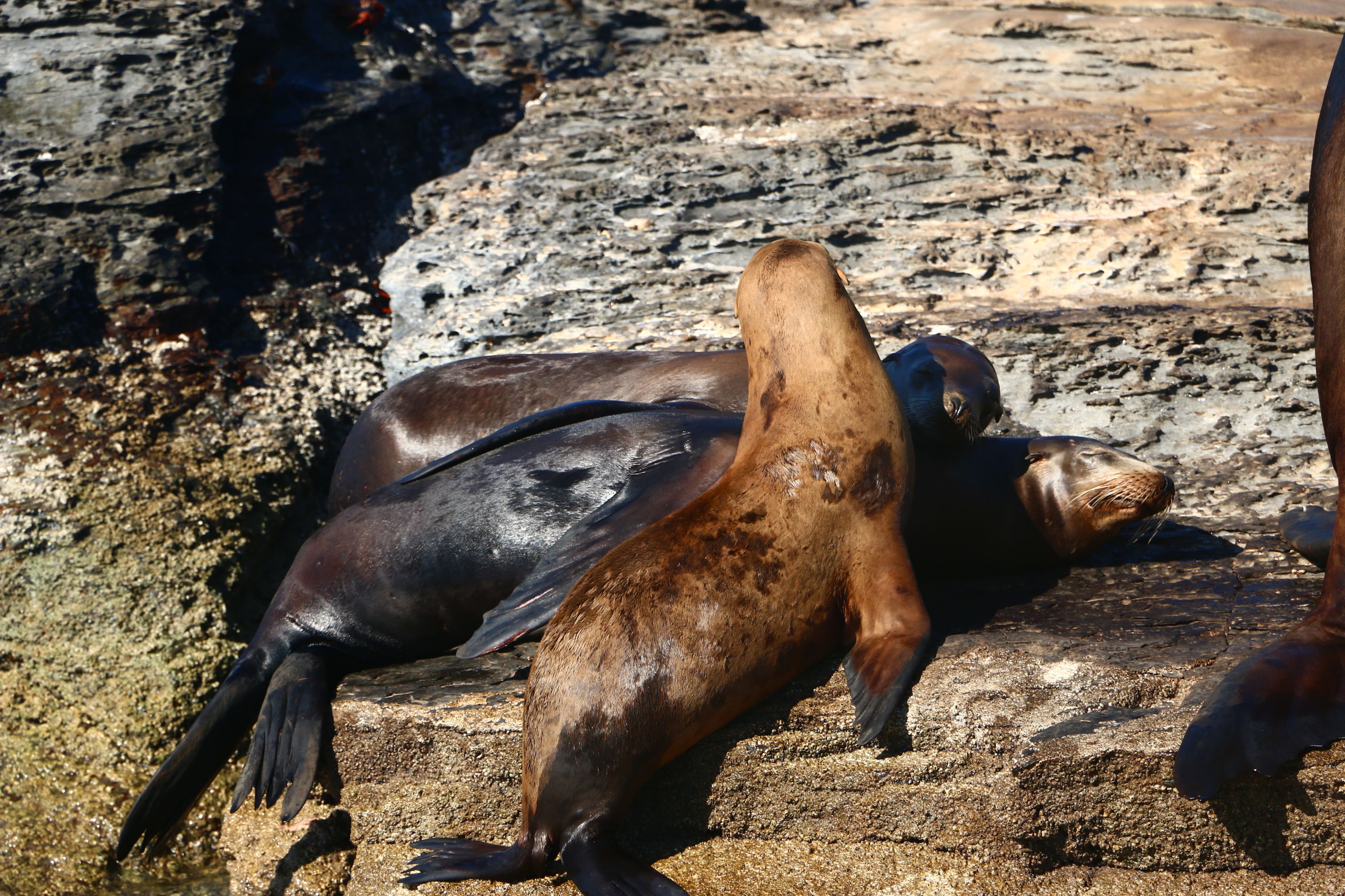 A seal resting on a rock surface.