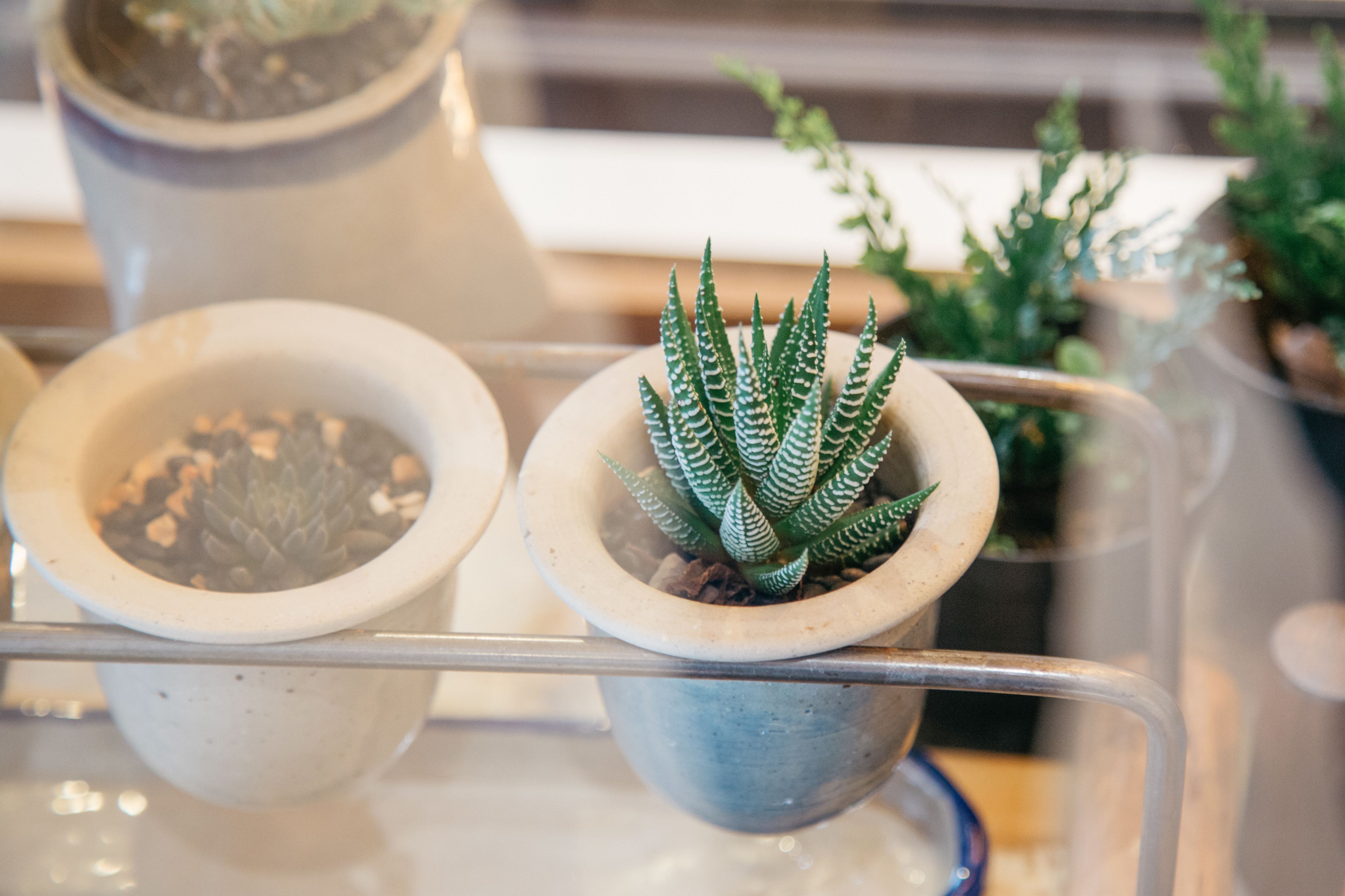 A potted plant on a metal stand.