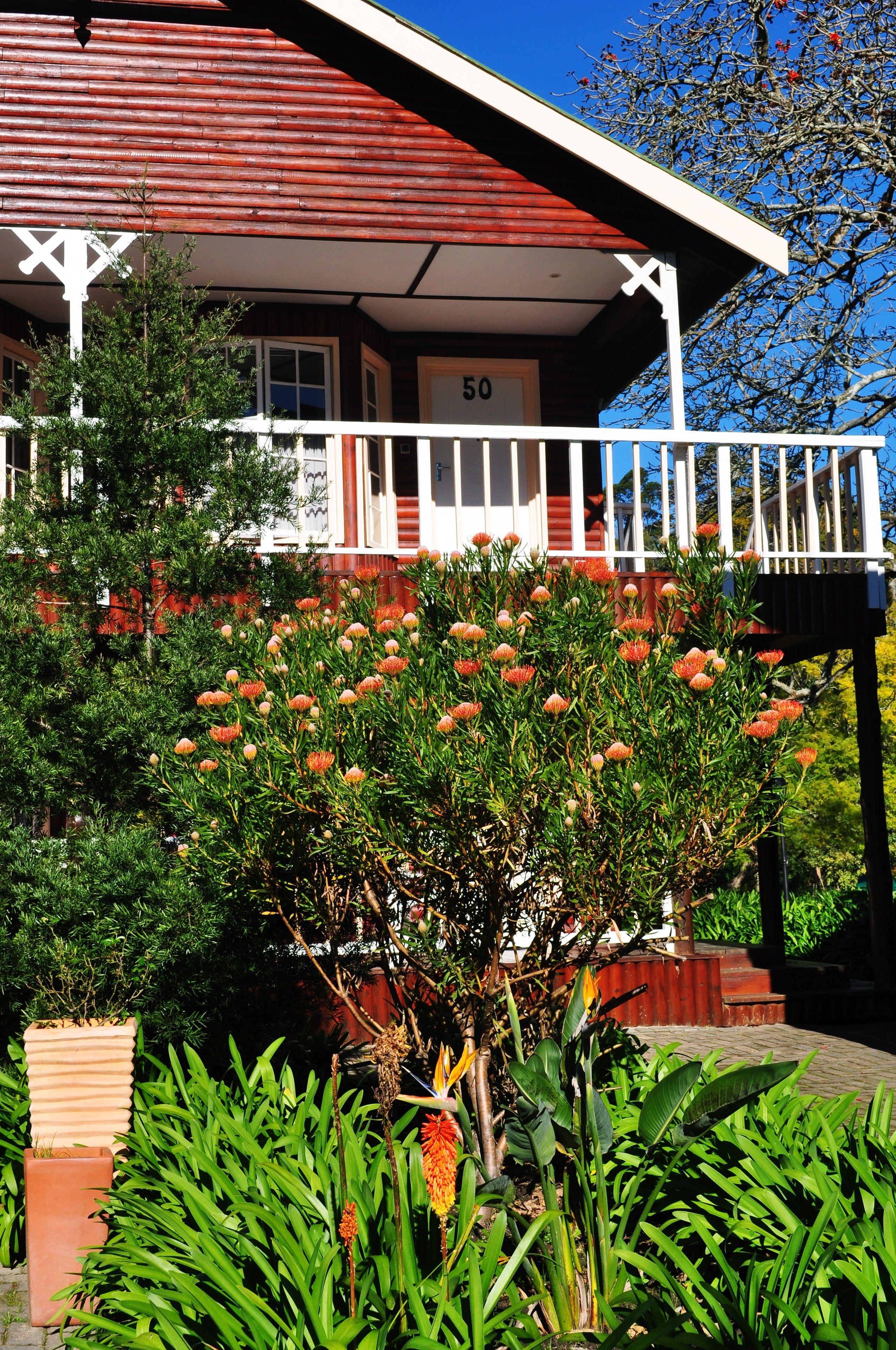 A building with a red roof and white porch railing, number 50, surrounded by lush greenery and flowering plants.