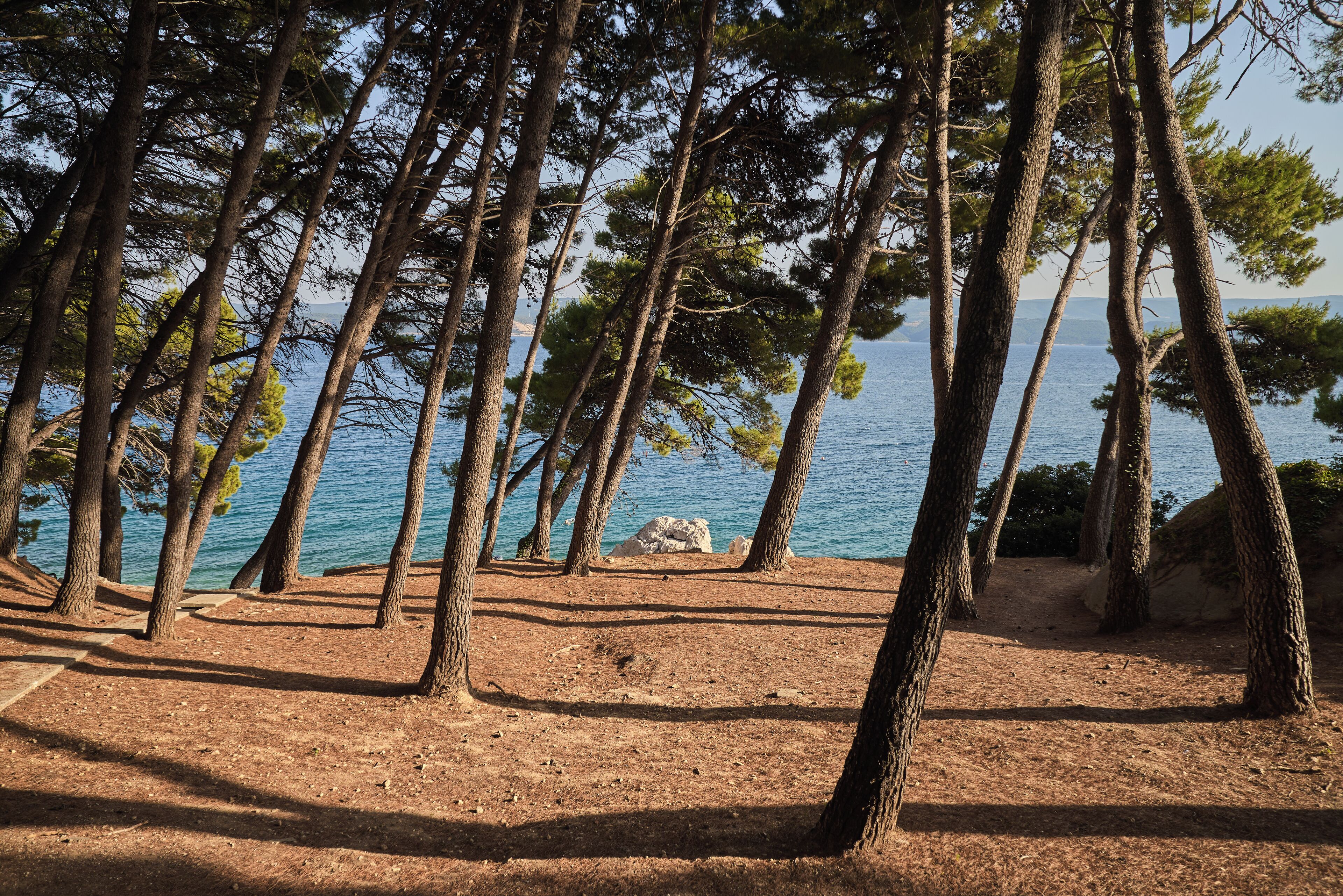 Eine naturnahe Umgebung mit Bäumen und freiem Blick auf das Meer.