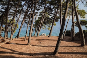 A natural setting with trees and a clear view of the sea.