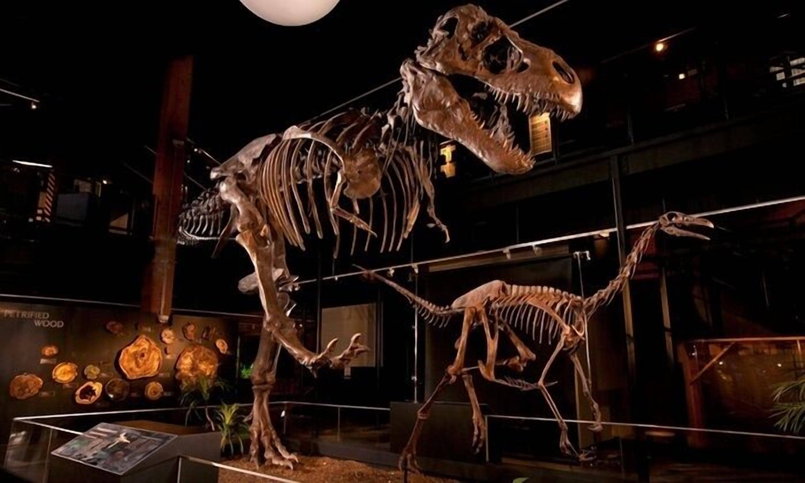 Una exposició d'esquelet de dinosaure a un museu.