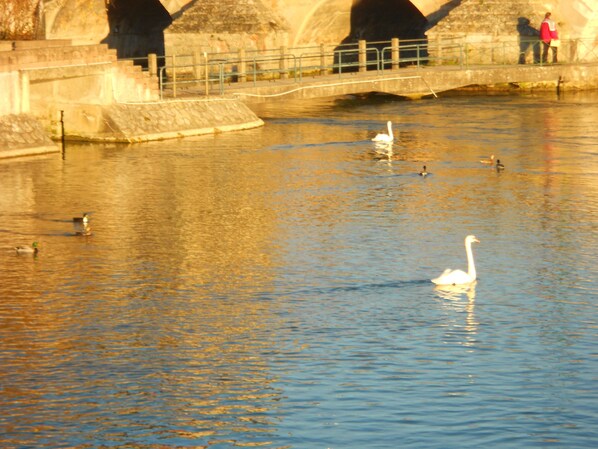A serene water body with a swan and ducks, a stone bridge, and a person in a red jacket standing on the bridge.