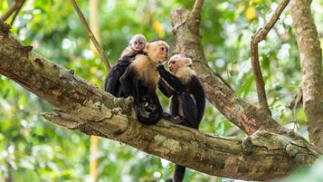 Three monkeys on a tree branch in a forest.