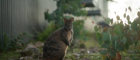 A kangaroo in a natural setting with rocks and greenery.