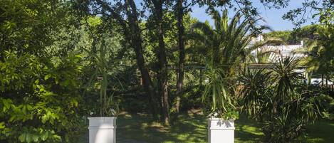Un camino bordeado de exuberante vegetación y palmeras, que conduce a un edificio de fachada blanca.