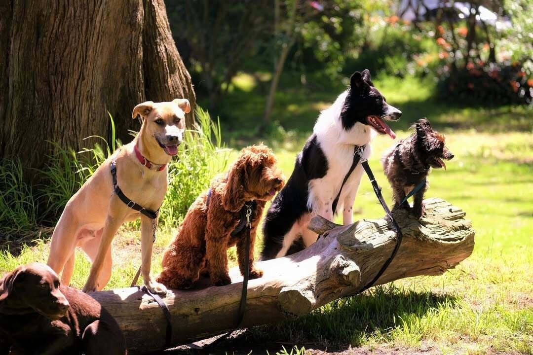 Four dogs on a log in a natural setting.