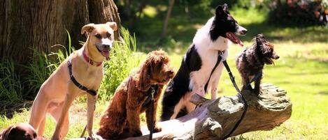 Four dogs on a log in a natural setting.