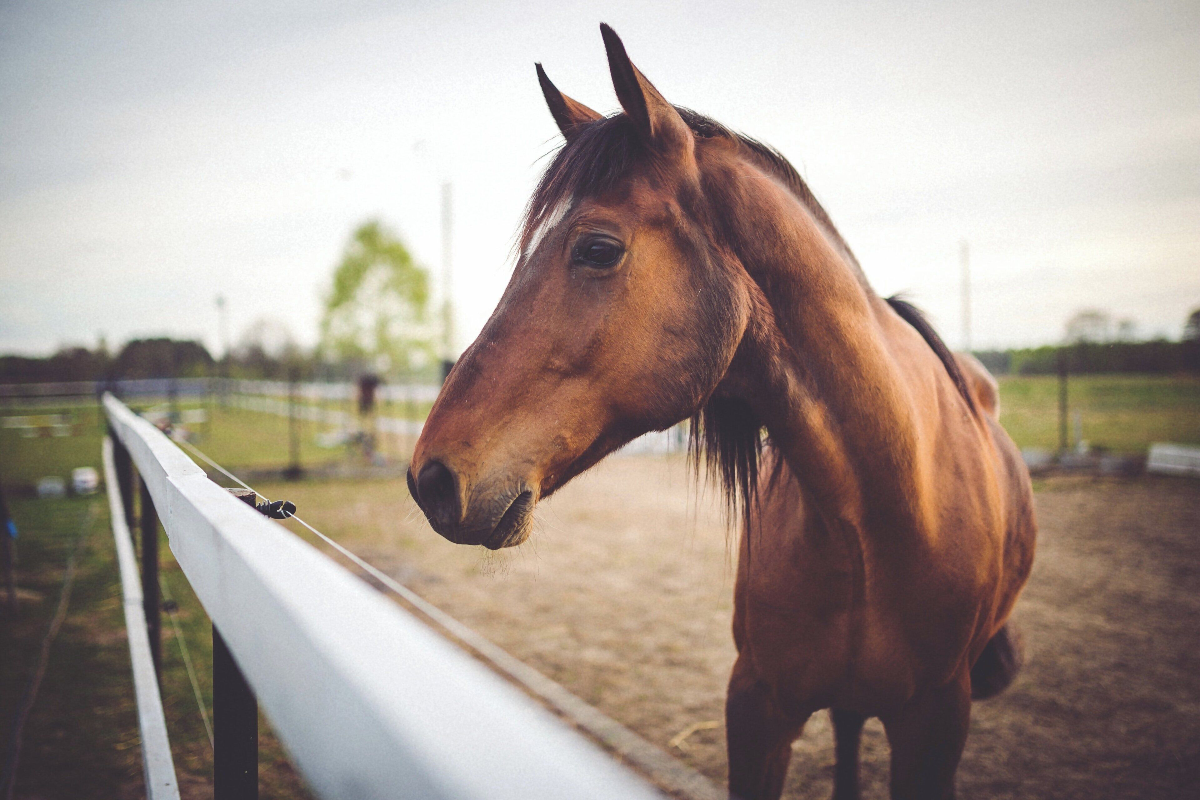 A horse standing in a fenced area with a white railing.
