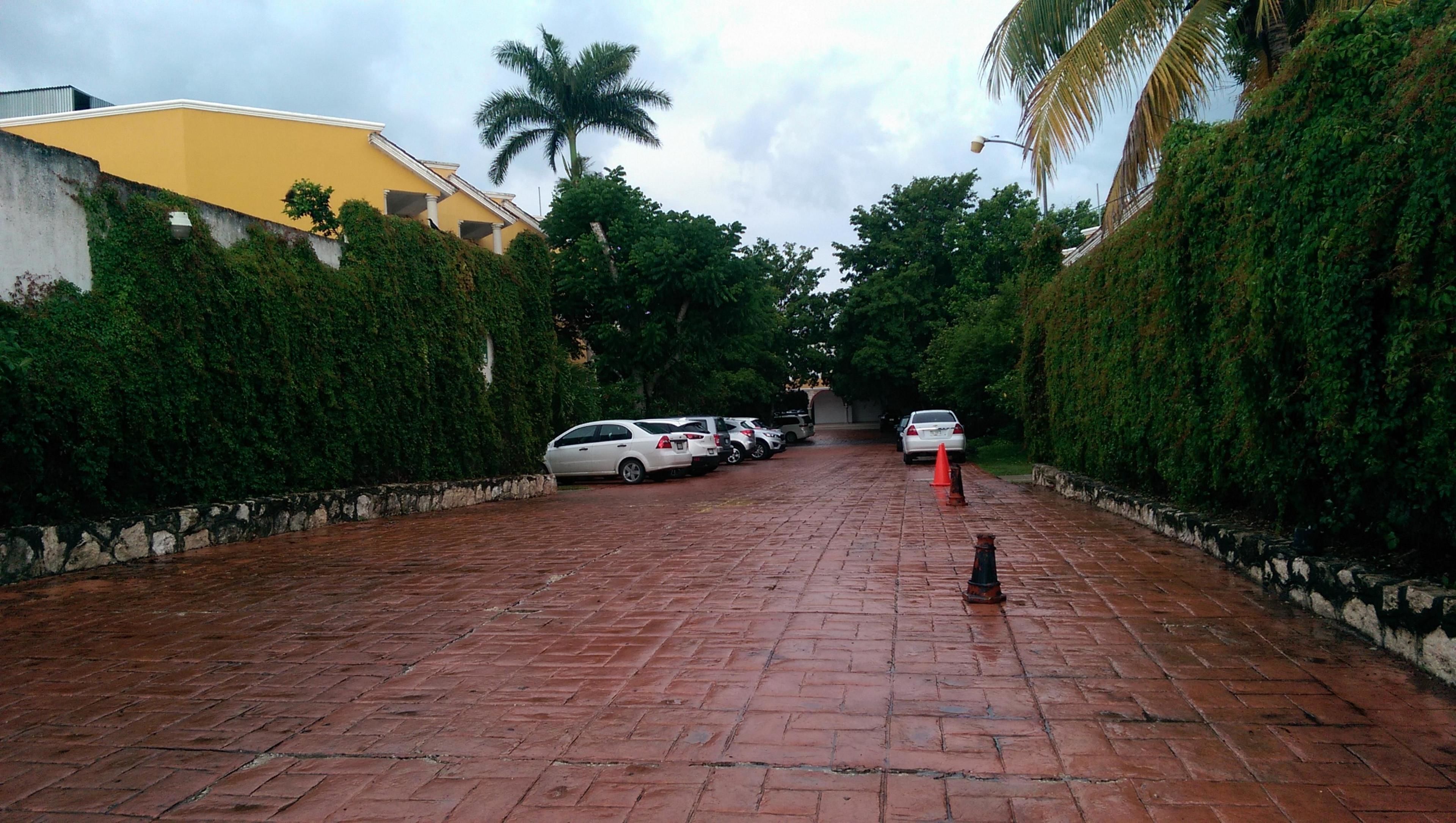 A paved driveway with parked cars and a palm tree.
