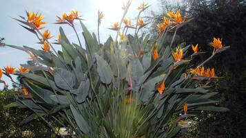 A bird of paradise plant with large green leaves and bright orange flowers.