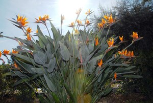 A bird of paradise plant with large green leaves and bright orange flowers.