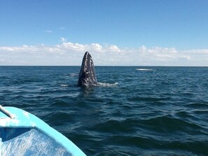 A whale breaching the ocean surface. - The Halfwaiy Inn (Guerrero Negro)