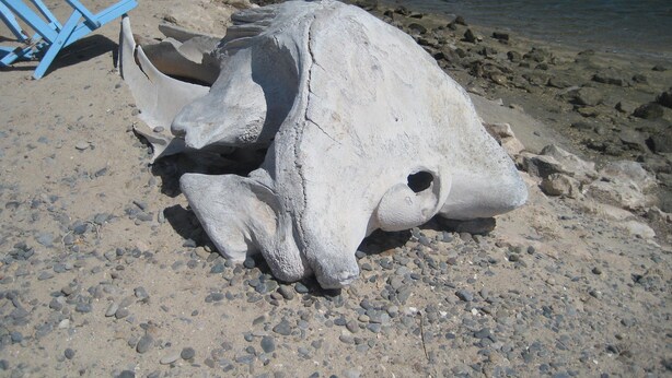 Una gran formación rocosa blanca y lisa sobre una playa pedregosa cerca de agua.