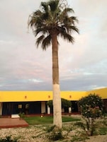 Una palmera alta frente a un edificio amarillo con techo rojo y un pequeño jardín con arbustos.