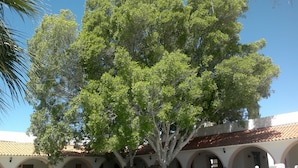 A pool area with a large tree, white outdoor furniture, and a building with arches and a tiled roof. - Hotel Mision Catavina (Catavina)