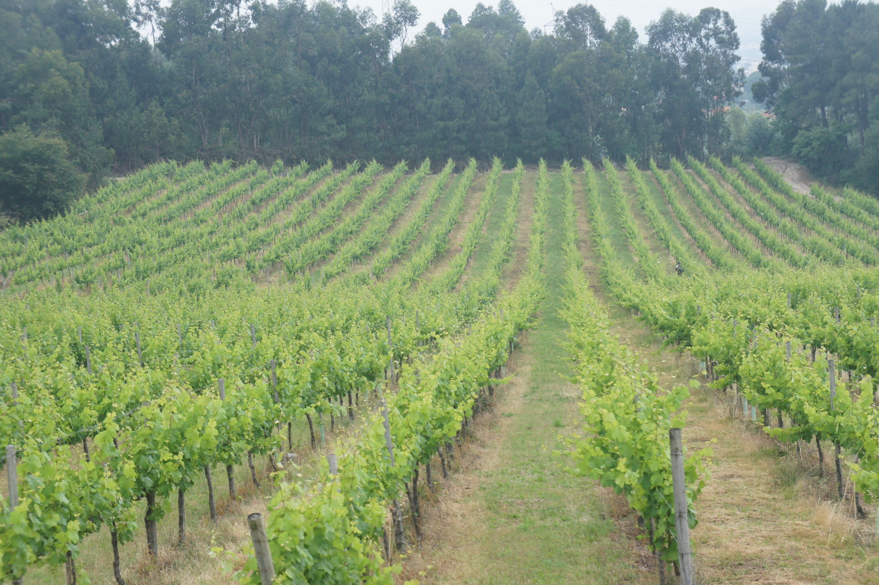 Foto - Casa de Sezim