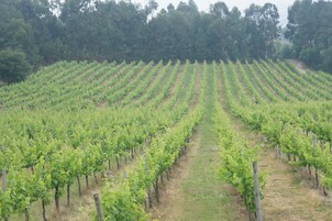 A vineyard with rows of grapevines.