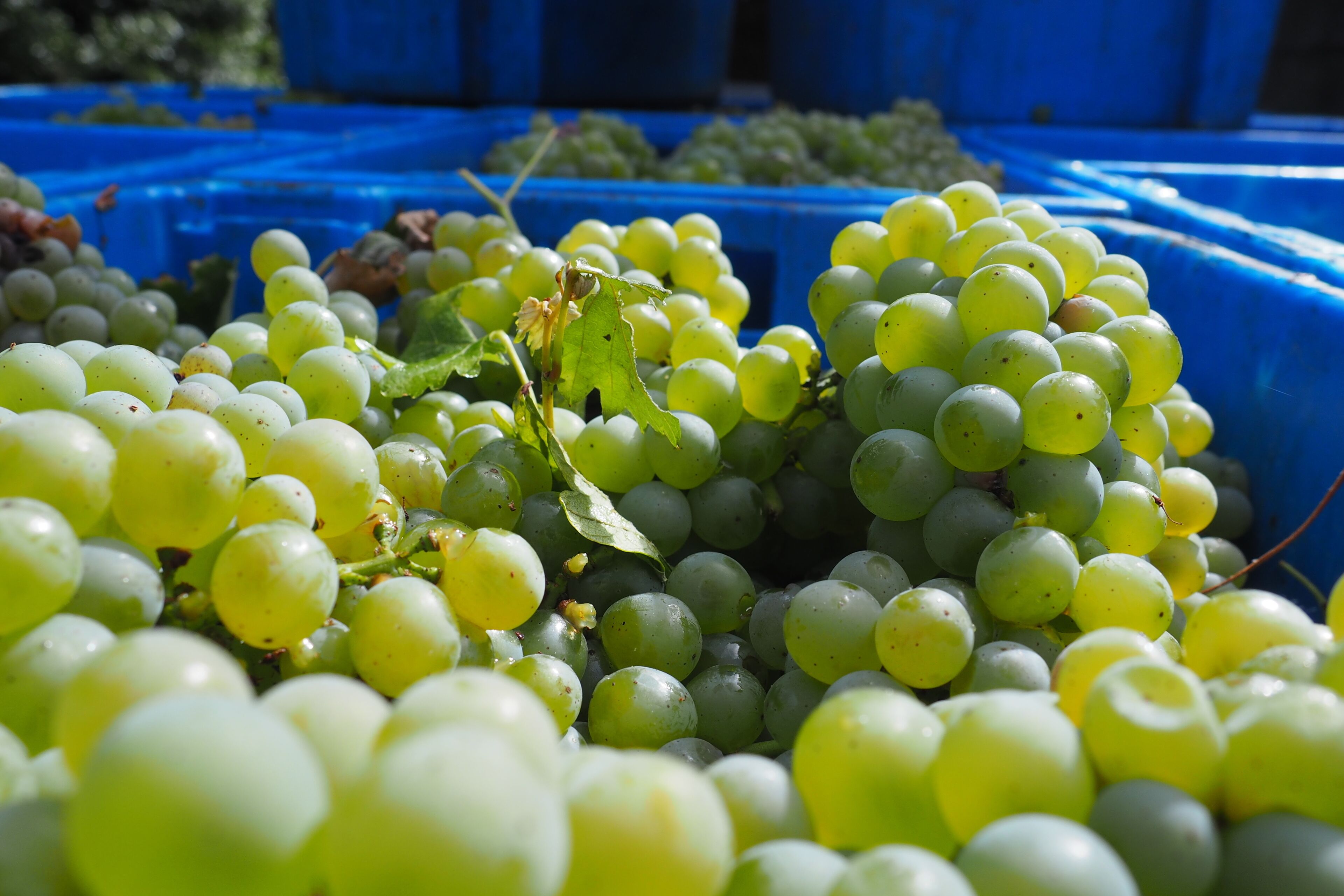 Foto - Casa de Sezim