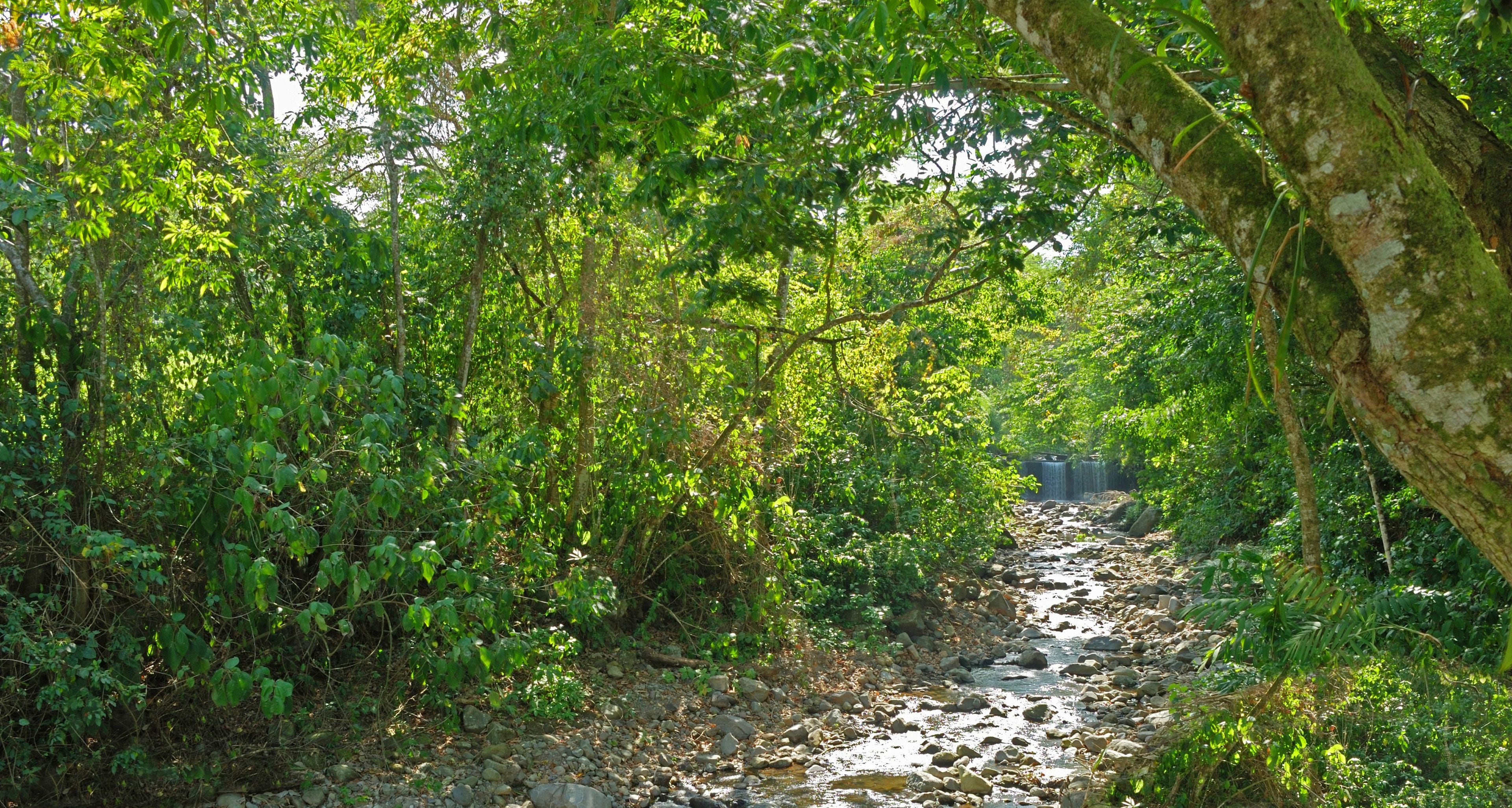 A narrow, rocky stream surrounded by dense green foliage.