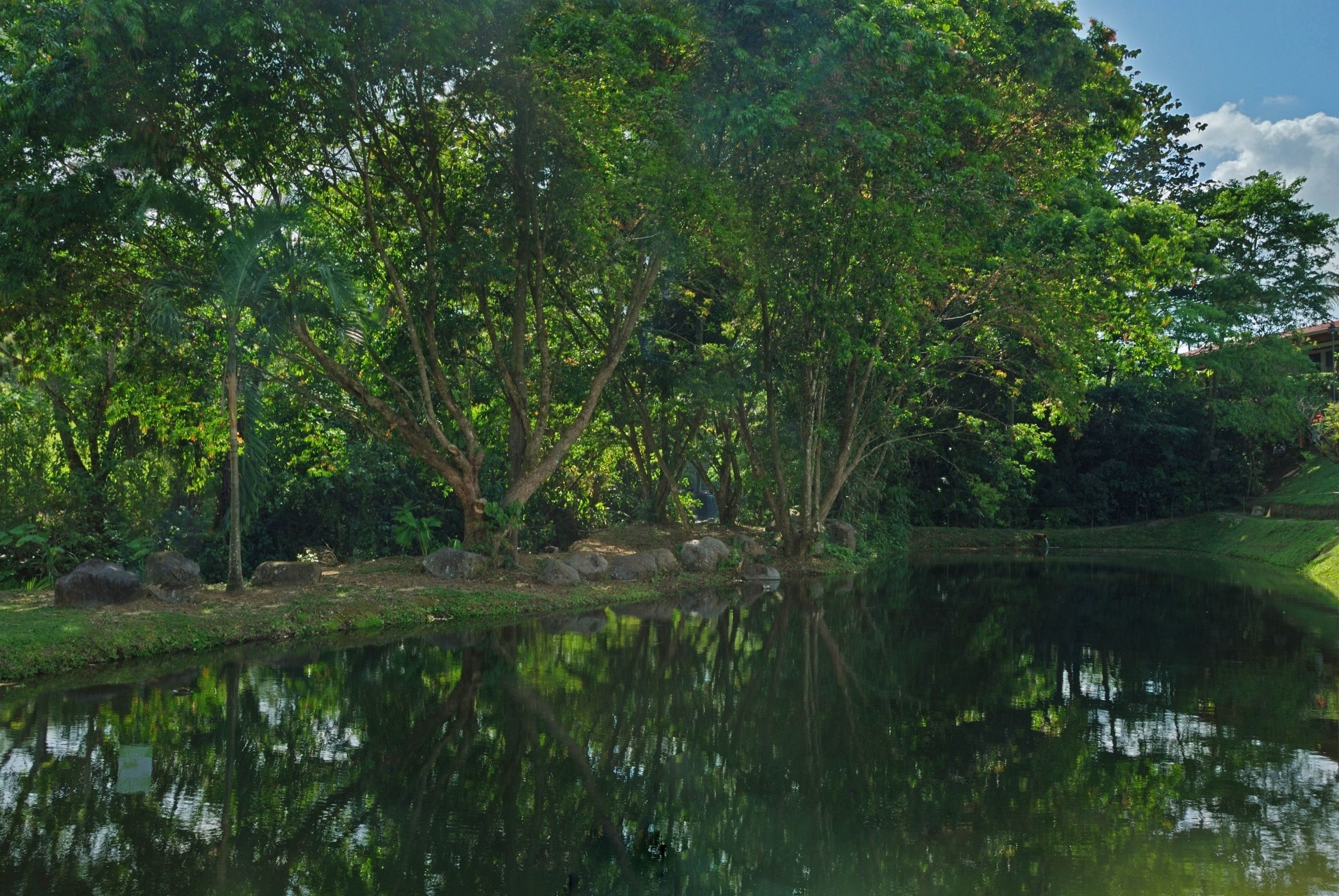 A serene pond surrounded by lush greenery and trees.