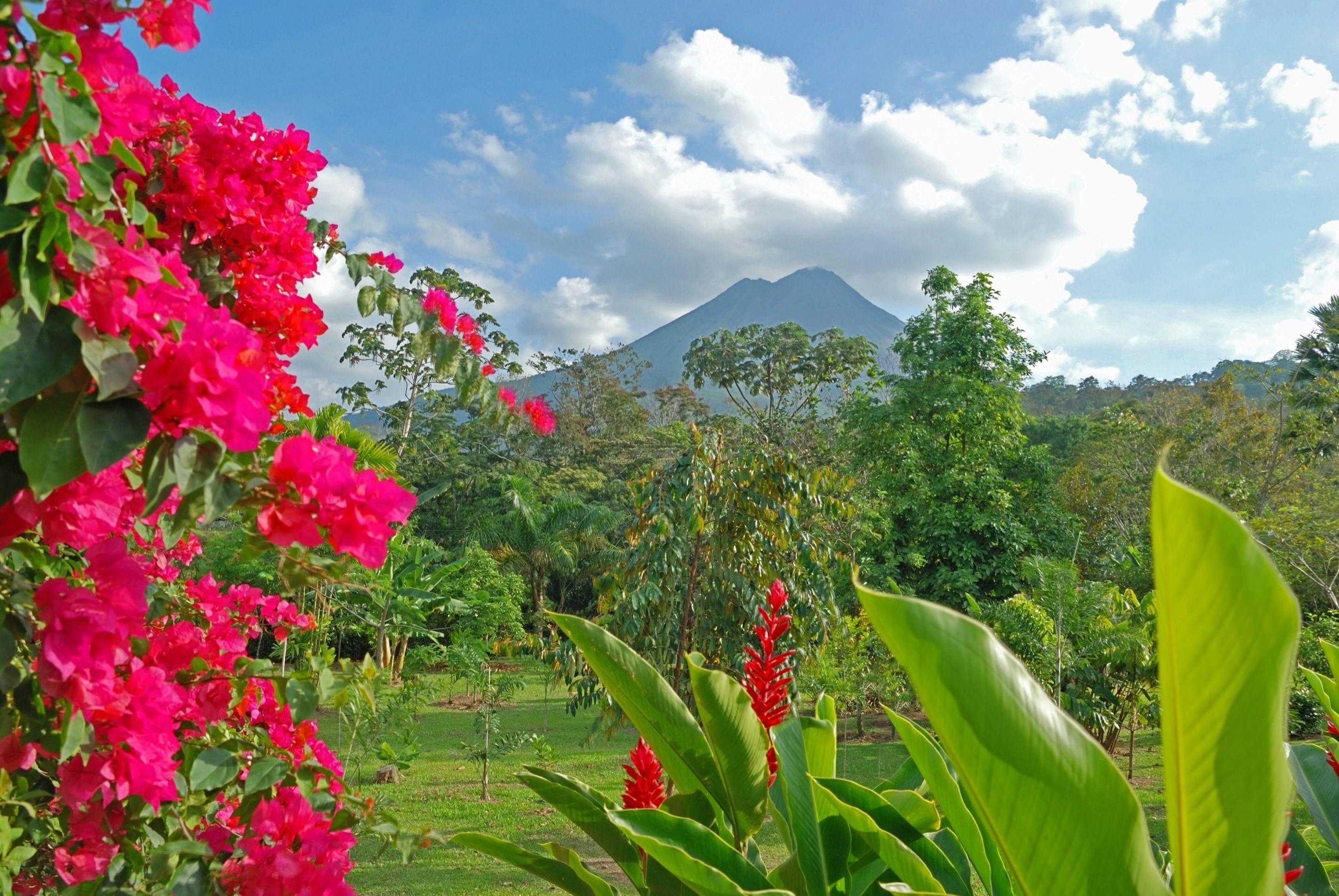 A lush garden with vibrant pink flowers and green foliage, a mountain in the background, and a clear blue sky.