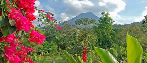 A lush garden with vibrant pink flowers and green foliage, a mountain in the background, and a clear blue sky.