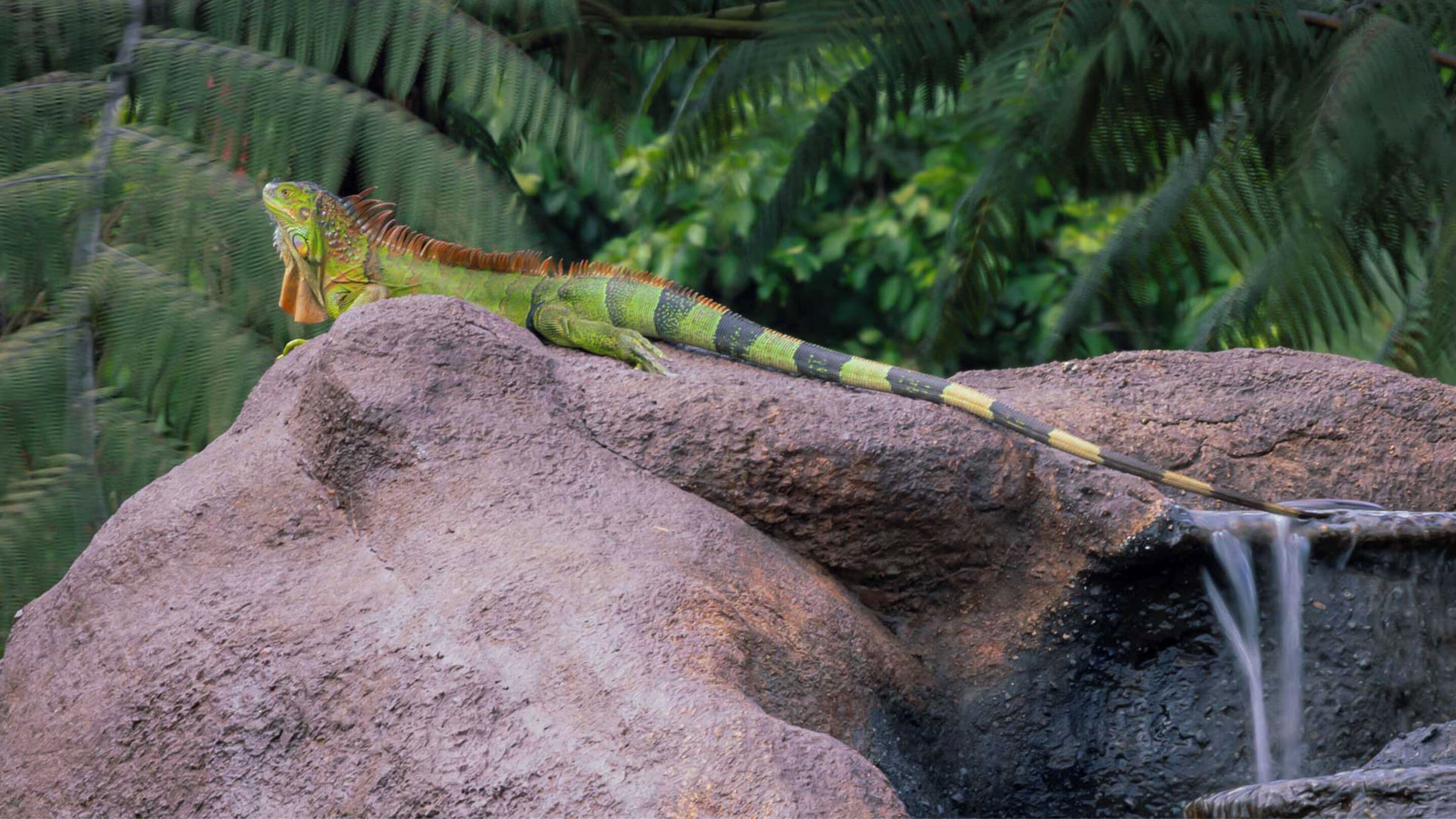 Photo - Volcano Lodge, Hotel & Thermal Experience