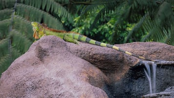 Un lézard sur un rocher, avec une cascade en arrière-plan.