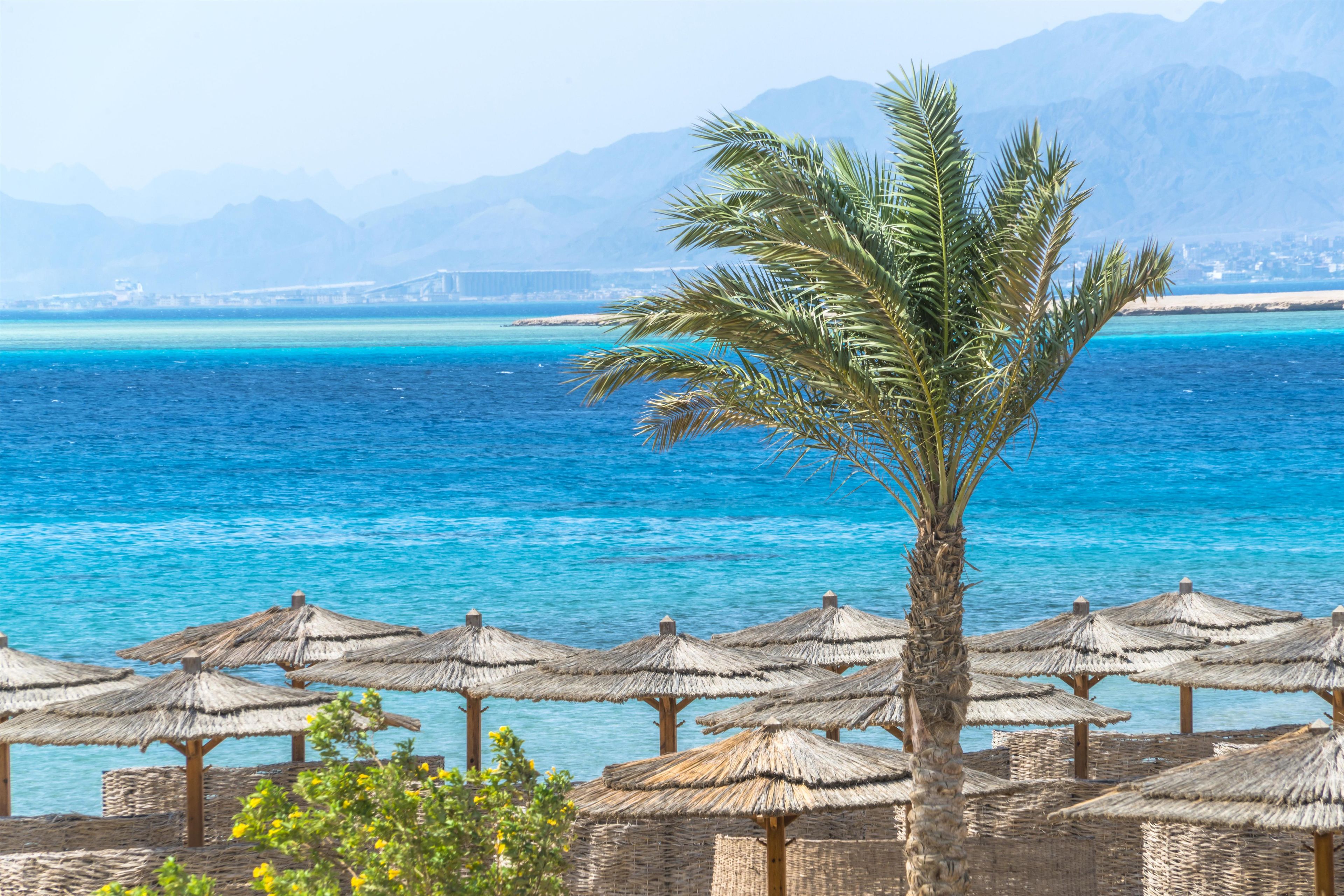 A beach with thatched umbrellas and a palm tree.