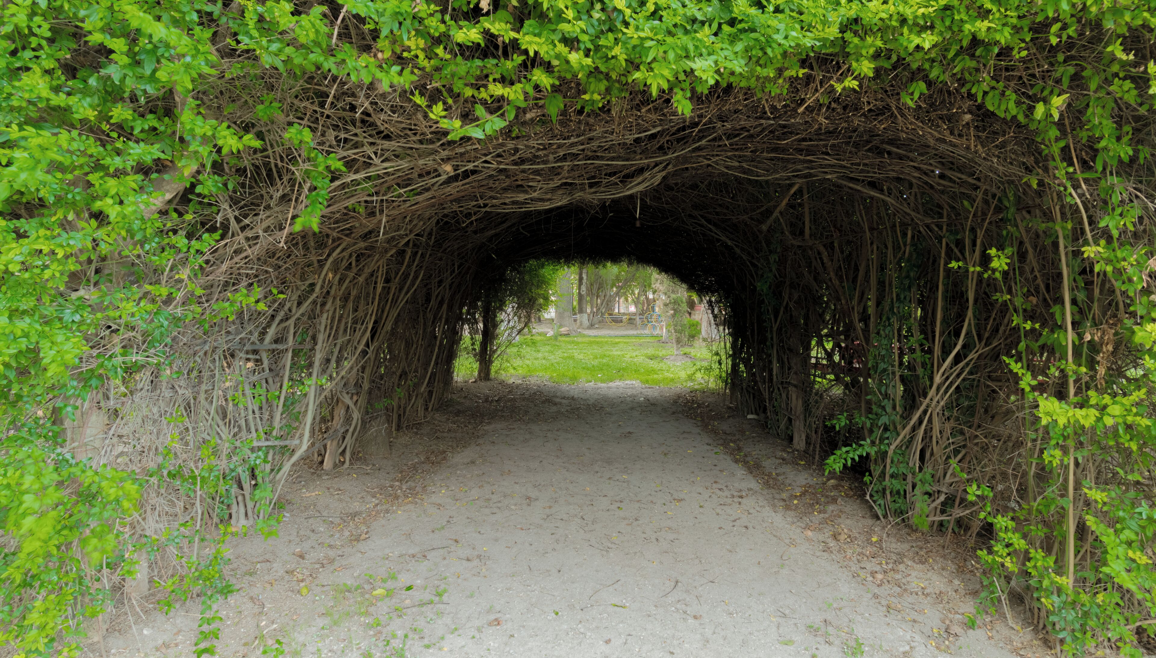 A tunnel covered with dense green foliage and vines, leading to a grassy area beyond.