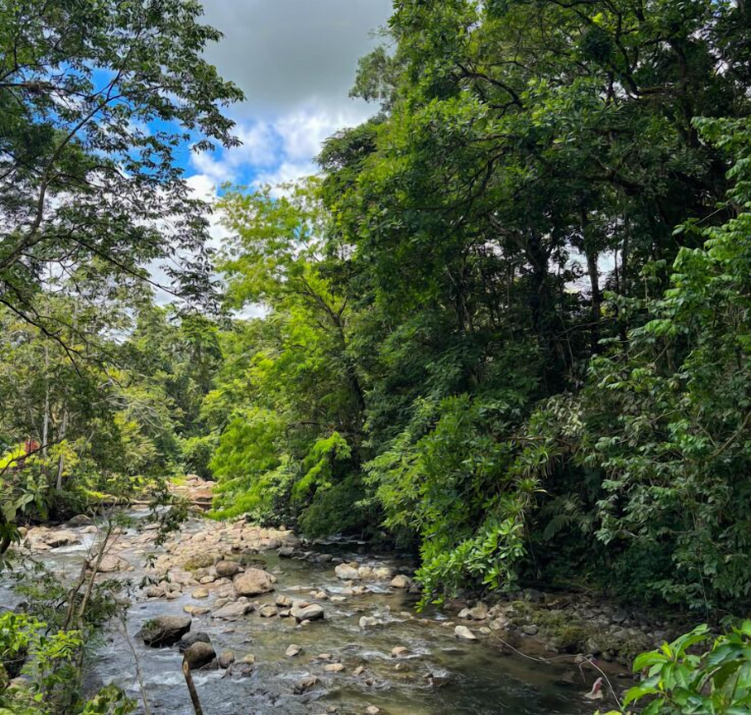 A natural landscape with a flowing stream surrounded by dense greenery and trees.