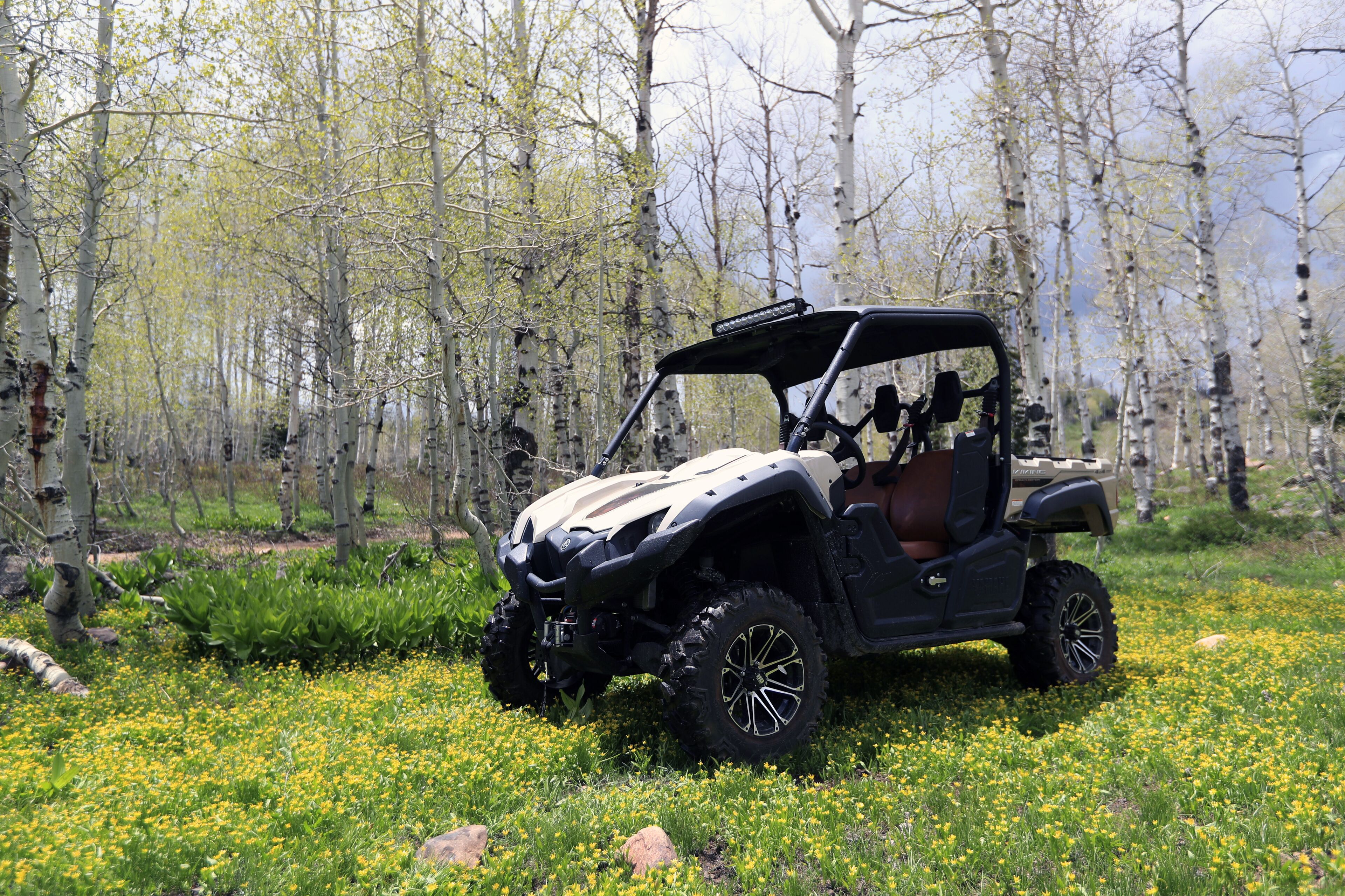 Un quad dans une forêt de bouleaux, parsemée de fleurs jaunes.