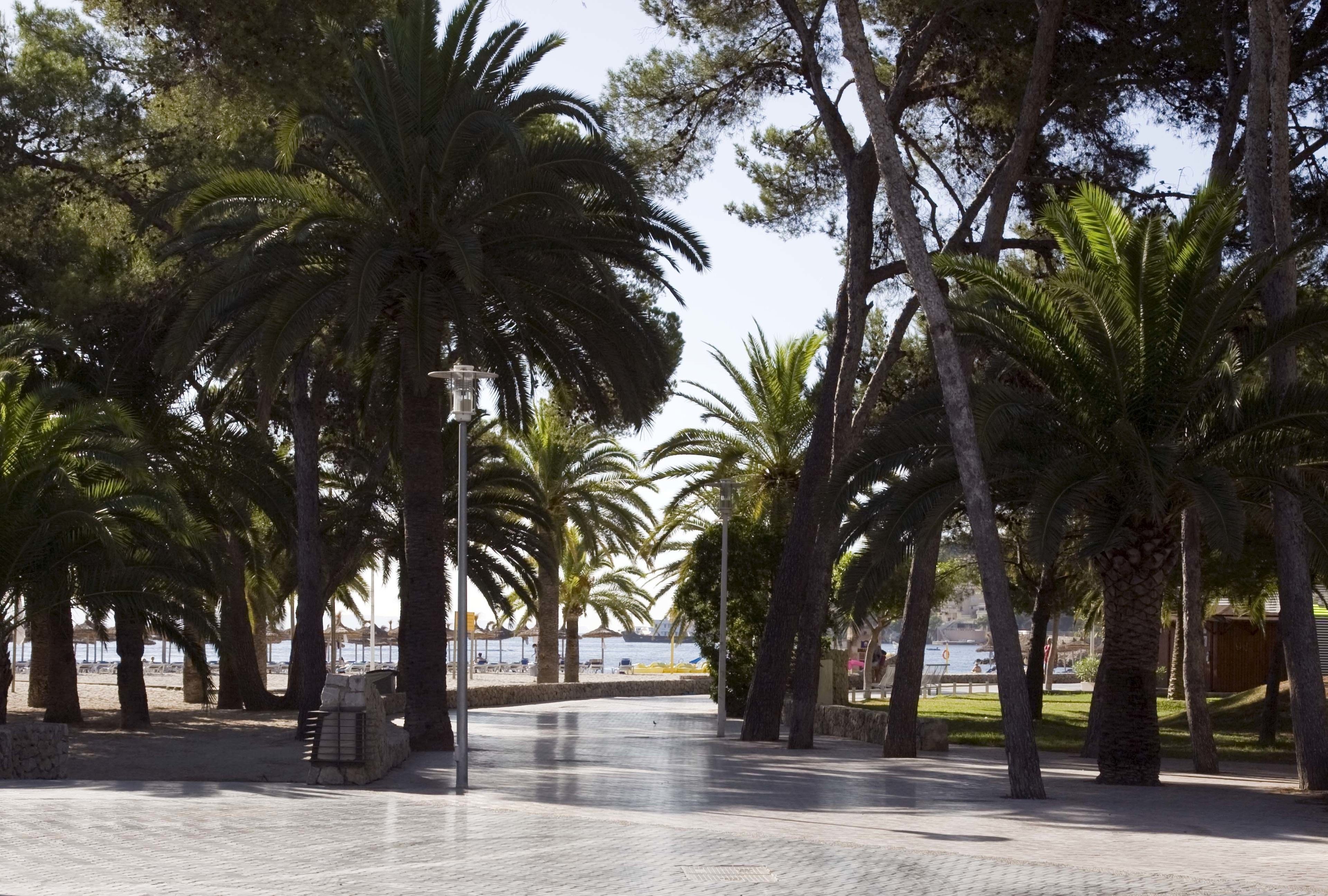 Un sendero pavimentado bordeado de palmeras y un banco de piedra.