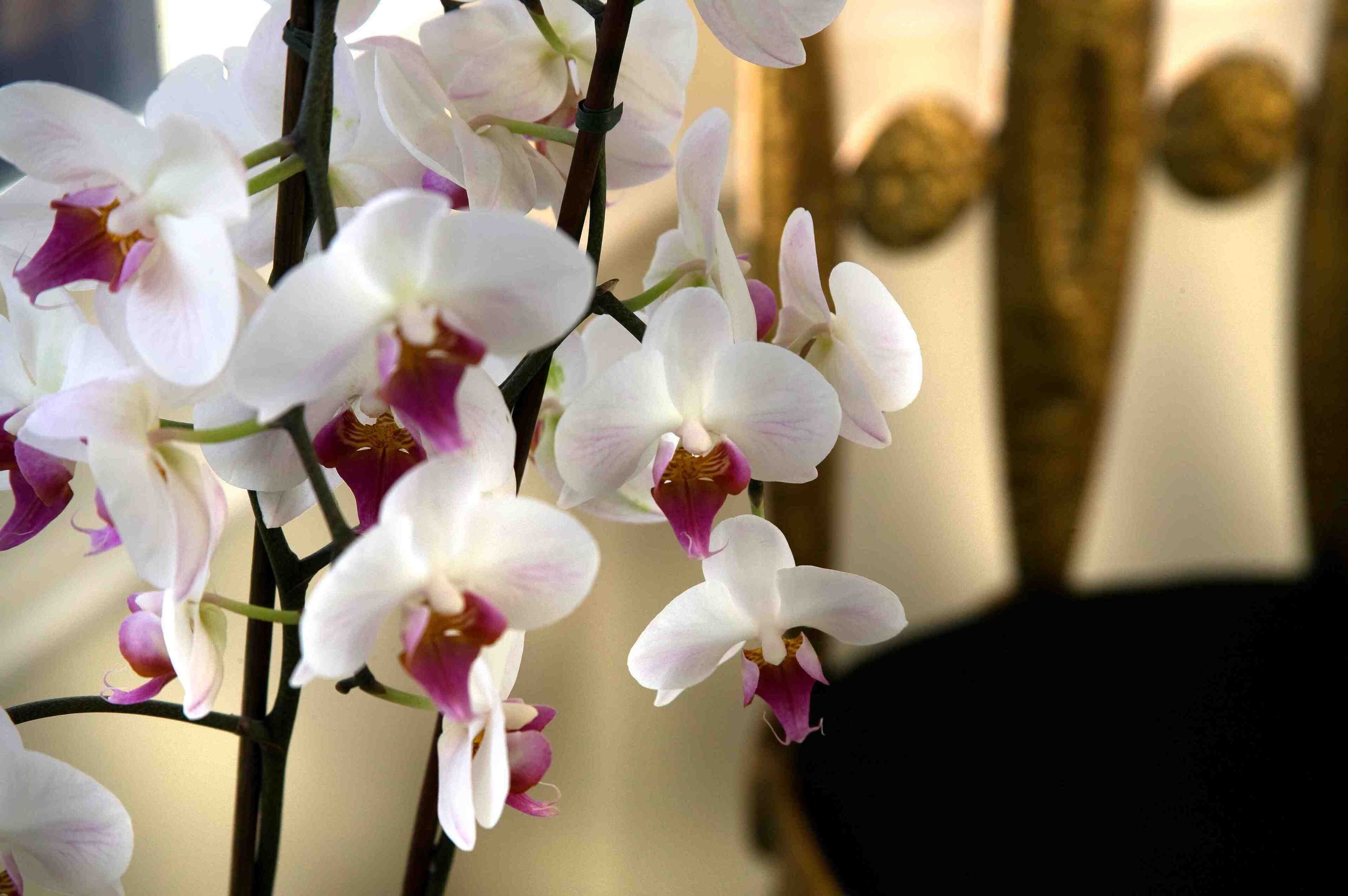 A close-up of white orchids with pink centers.