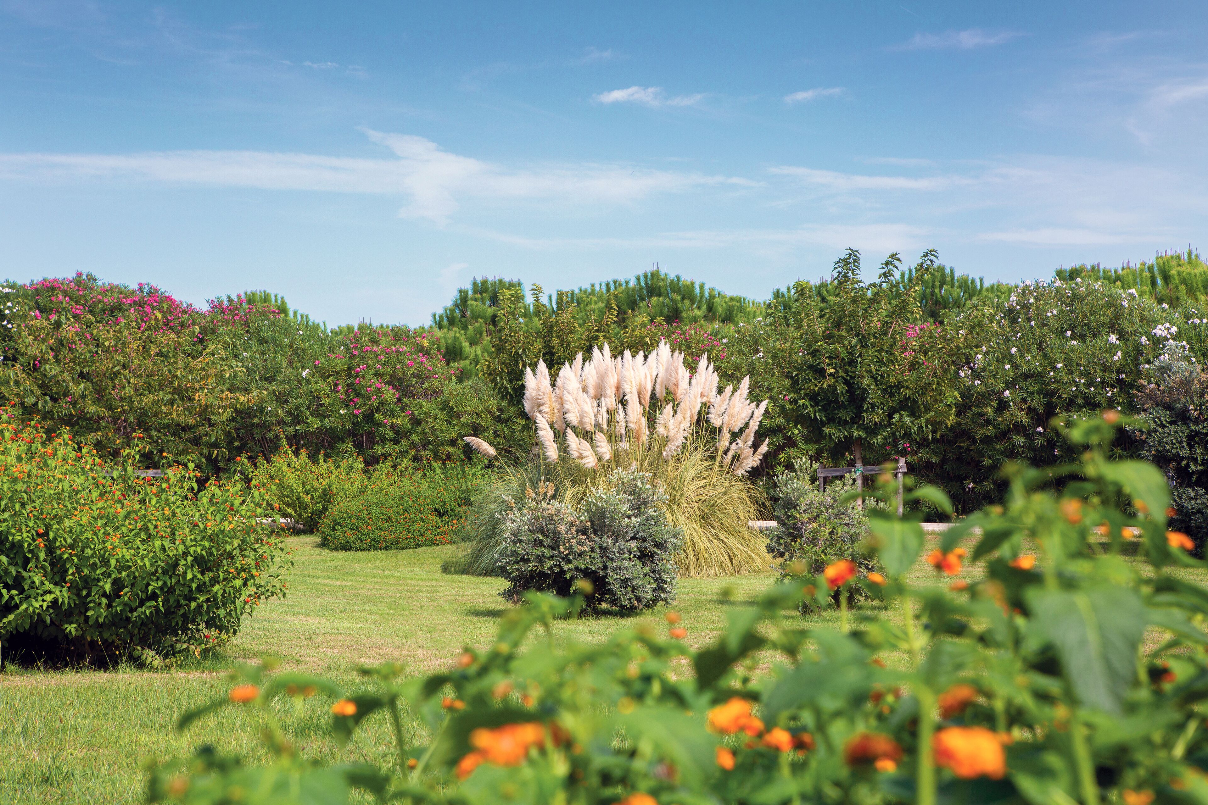 A garden with various plants and flowers, including a prominent cluster of pampas grass.