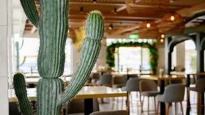 A cactus in a restaurant with tables and chairs.