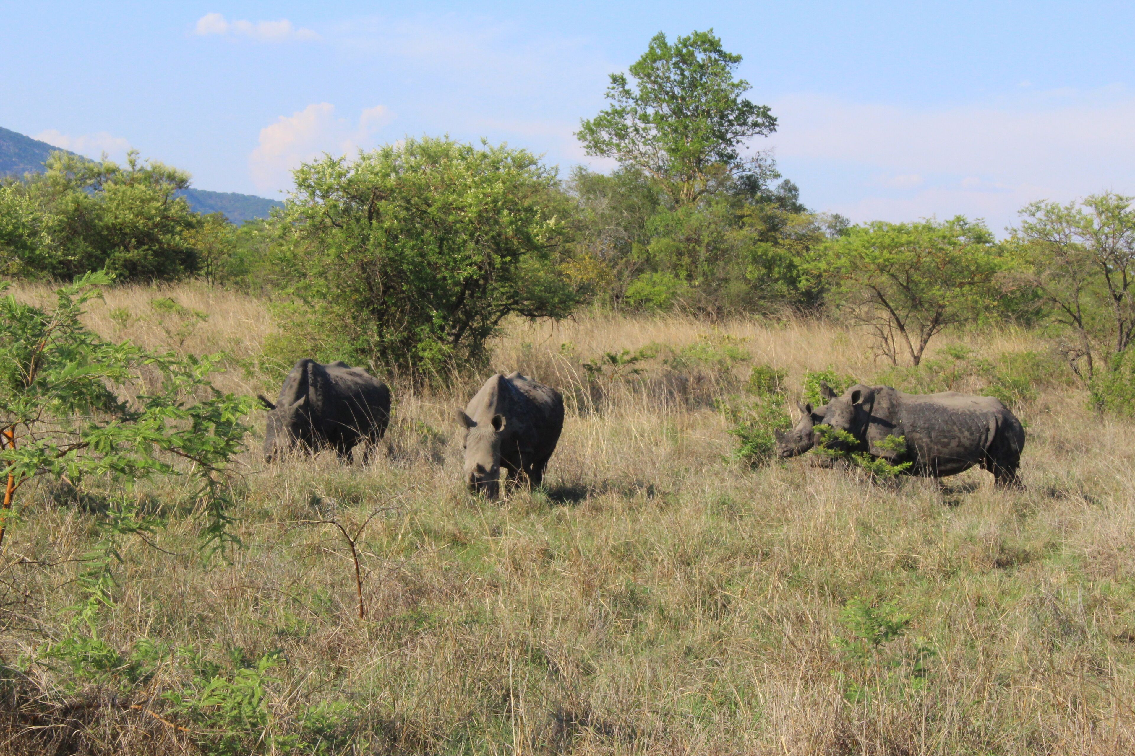 Three rhinos in a grassy savannah with trees and hills in the background.