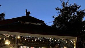 Zona de bar al aire libre con barra, asientos y luces colgantes.